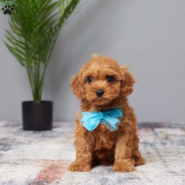 Tucker, Cavapoo Puppy